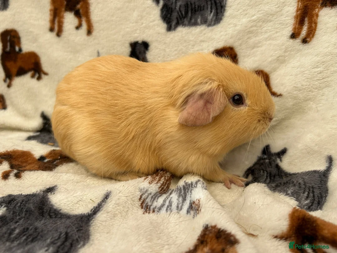 Guinea Pig rodents for sale: Baby Guinea pigs  - Advert 17