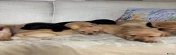 Labrador Retriever dogs for sale: DNA tested KC reg Labrador puppies - Advert 18