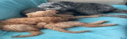 Double Doodle dogs for sale: Ultimate Double Doodles - lovely temperaments - Advert 6