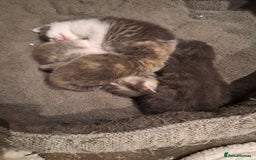 Mixed Breed cats for sale: Gorgeous Kittens - Image 3
