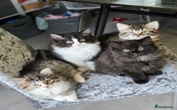 Ragdoll cats for sale: Beautiful Ragdoll x Norwegian forest cross kittens - Image 1