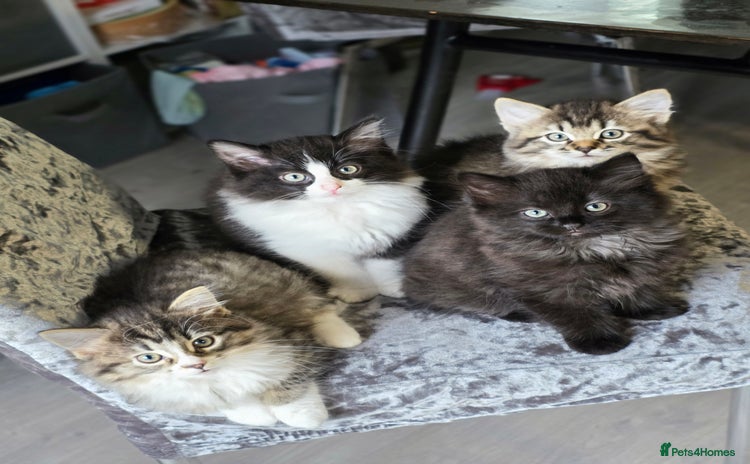 Ragdoll cats - Advert 1