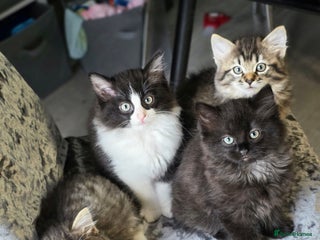 Ragdoll cats - Advert 27