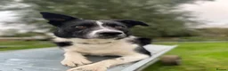 Border Collie dogs for stud: Dual registration border collie for stud  - Advert 4