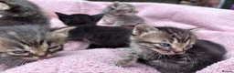British Shorthair cats for sale: Friendly Tabby kittens  - Advert 13