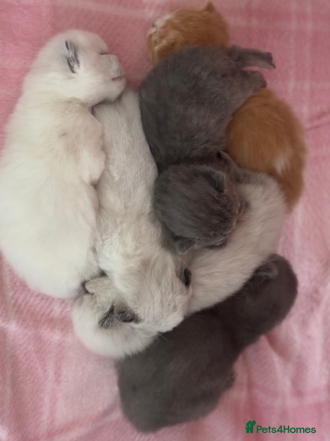 British Shorthair cats for sale: TICA registered colourful littler of BSH kittens  - Image 5