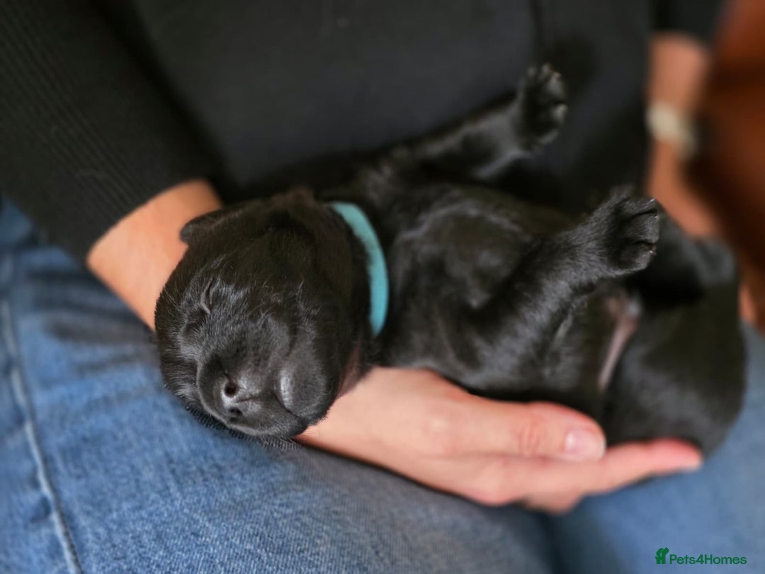 Labrador Retriever dogs for sale: Working labrador puppies for sale - Advert 6