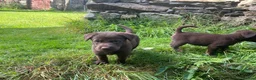 Borador dogs for sale: Lab x collie puppies  in Millom - Advert 5