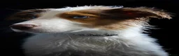 Border Collie dogs for stud: Stunning Blue Eyed Red Merle BorderCollie for Stud - Advert 21