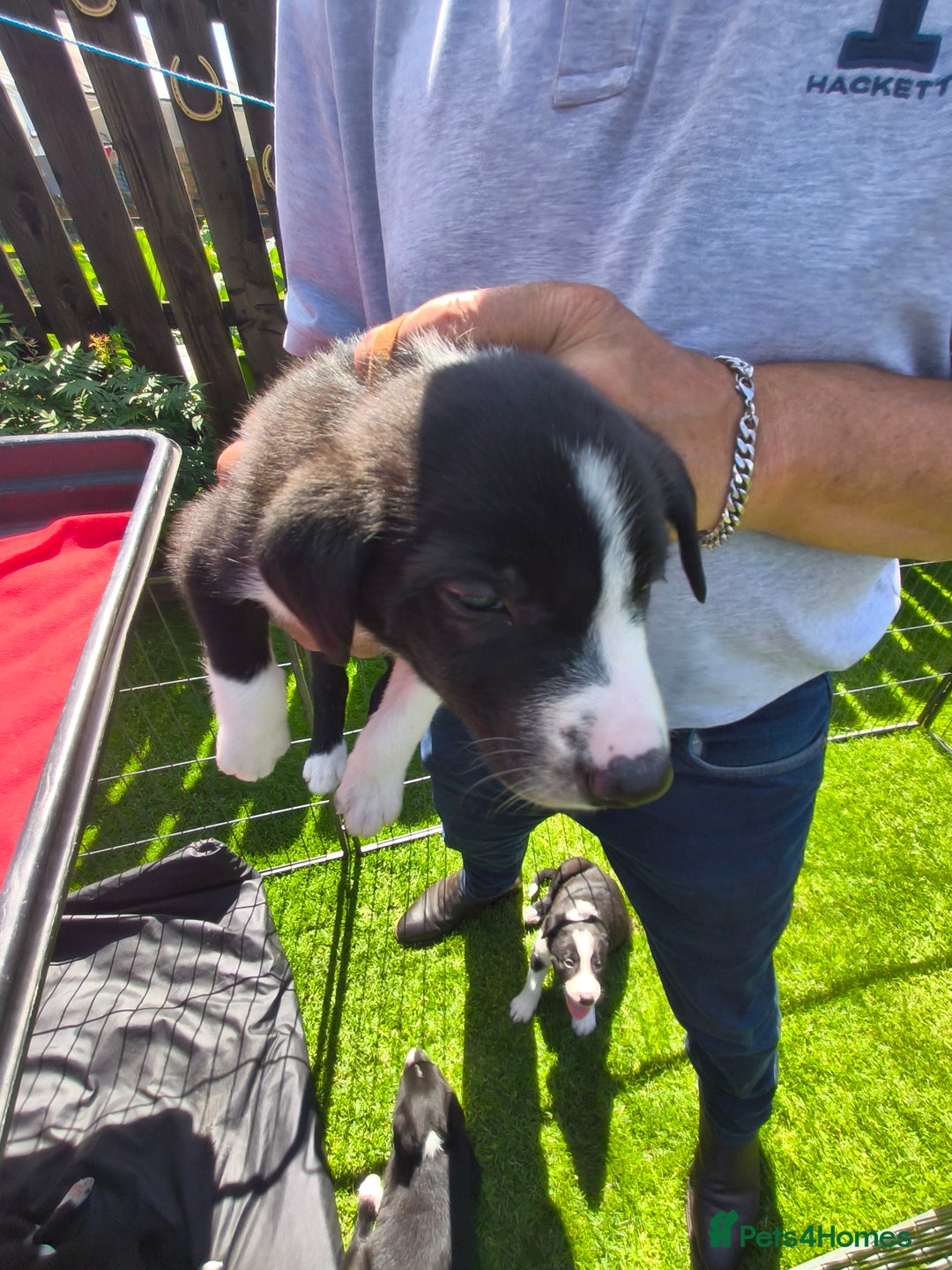 Border Collie dogs for sale: Border Collie pups for sale - Image 15