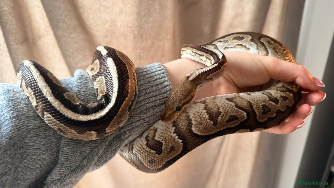 Python Snake reptiles for sale: Ball Python in Wirral - Advert 4