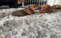 Dachshund dogs for sale: Beautiful dachshund puppies  - Image 15