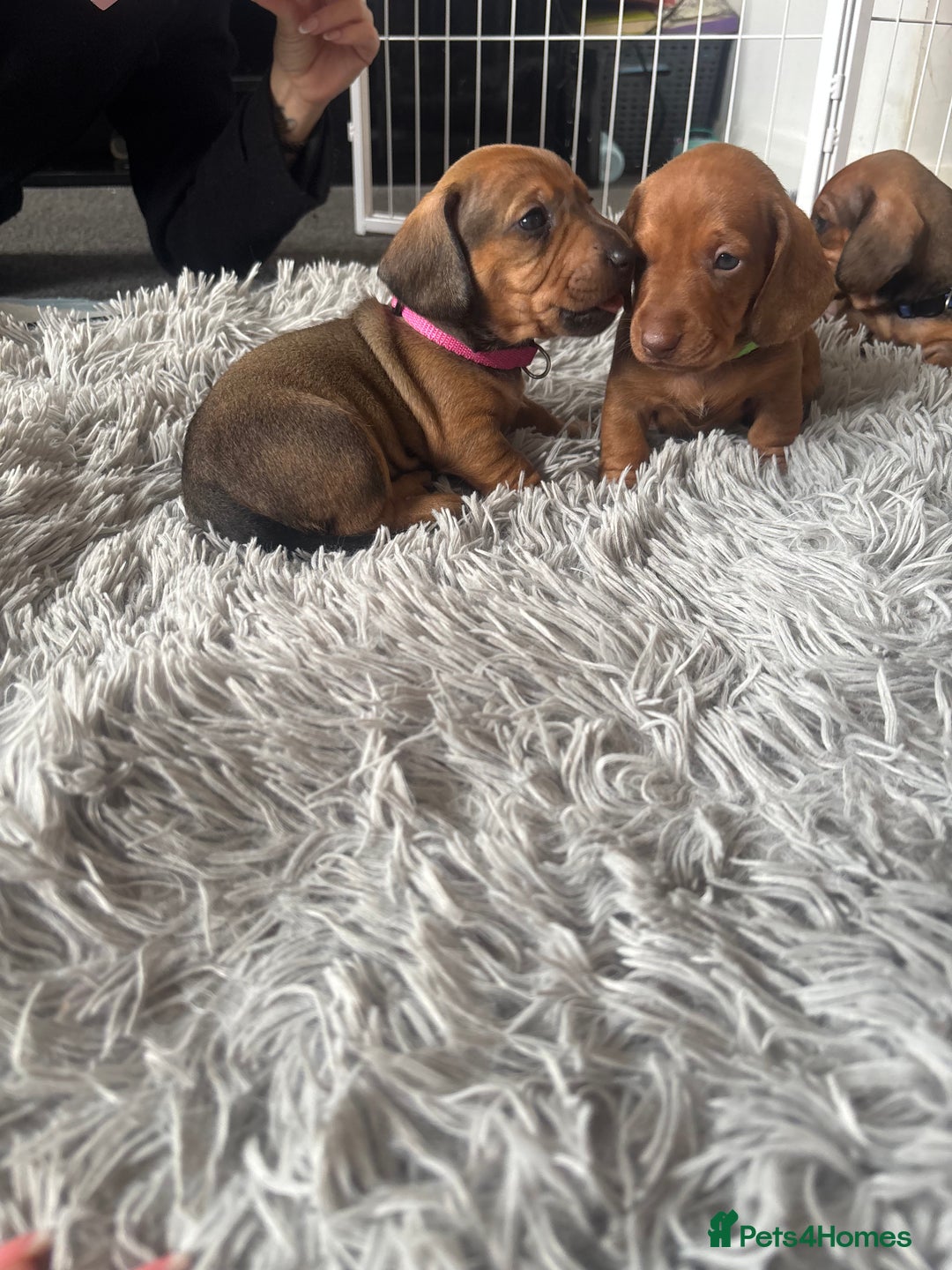 Dachshund dogs for sale: Beautiful dachshund puppies  - Image 15