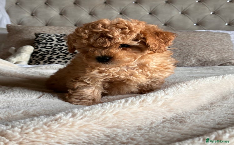 Poochon dogs - Advert 3