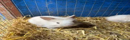 Lionhead rabbits for sale: 9x gorgeous fluffy lionhead bunnies  - Advert 8