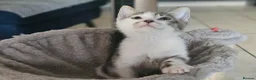 Mixed Breed cats for sale: 6 kittens, 2 ginger, 1 gray, and 3 black and white - Advert 3