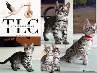 Bengal cats TICA Pedigree Bengals in Lynx and Silver Charcoal - Advert 18