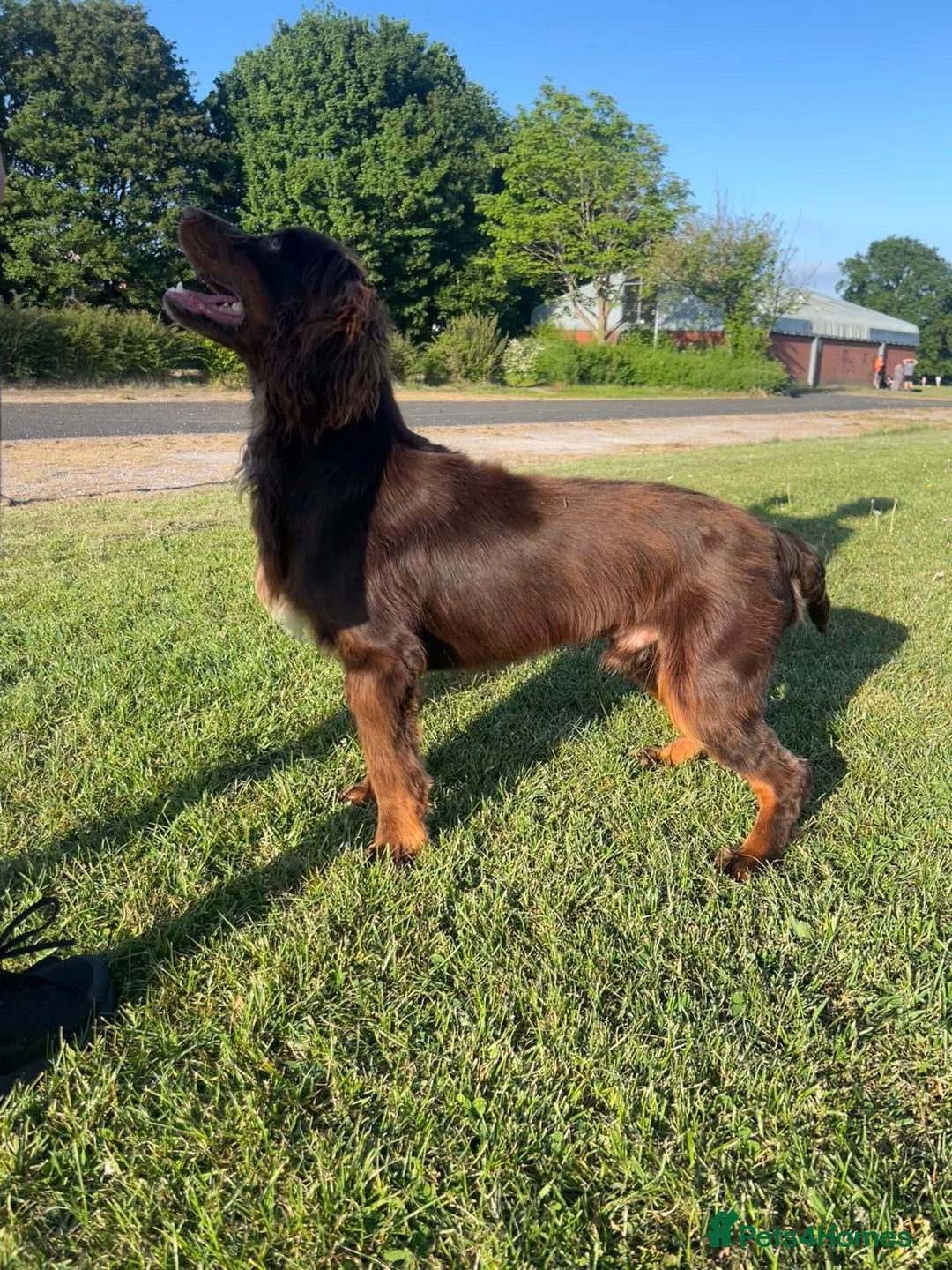 Cocker Spaniel dogs for sale: 🐶⭐️ Fantastic Working cocker spaniels  - Advert 8