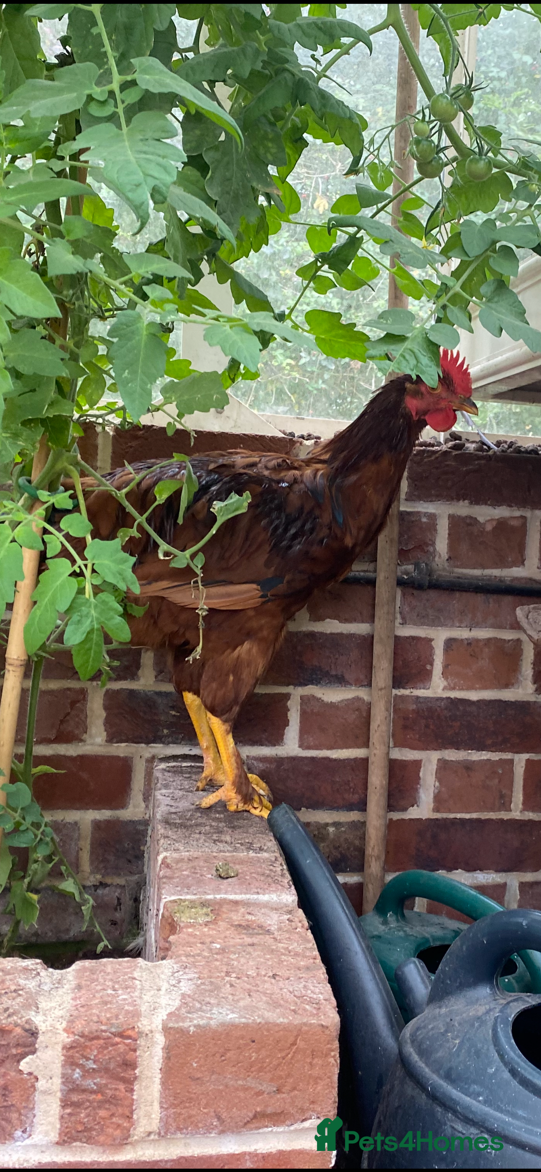 Chickens poultry for sale: Rhode Island Red young Roo - Image 2