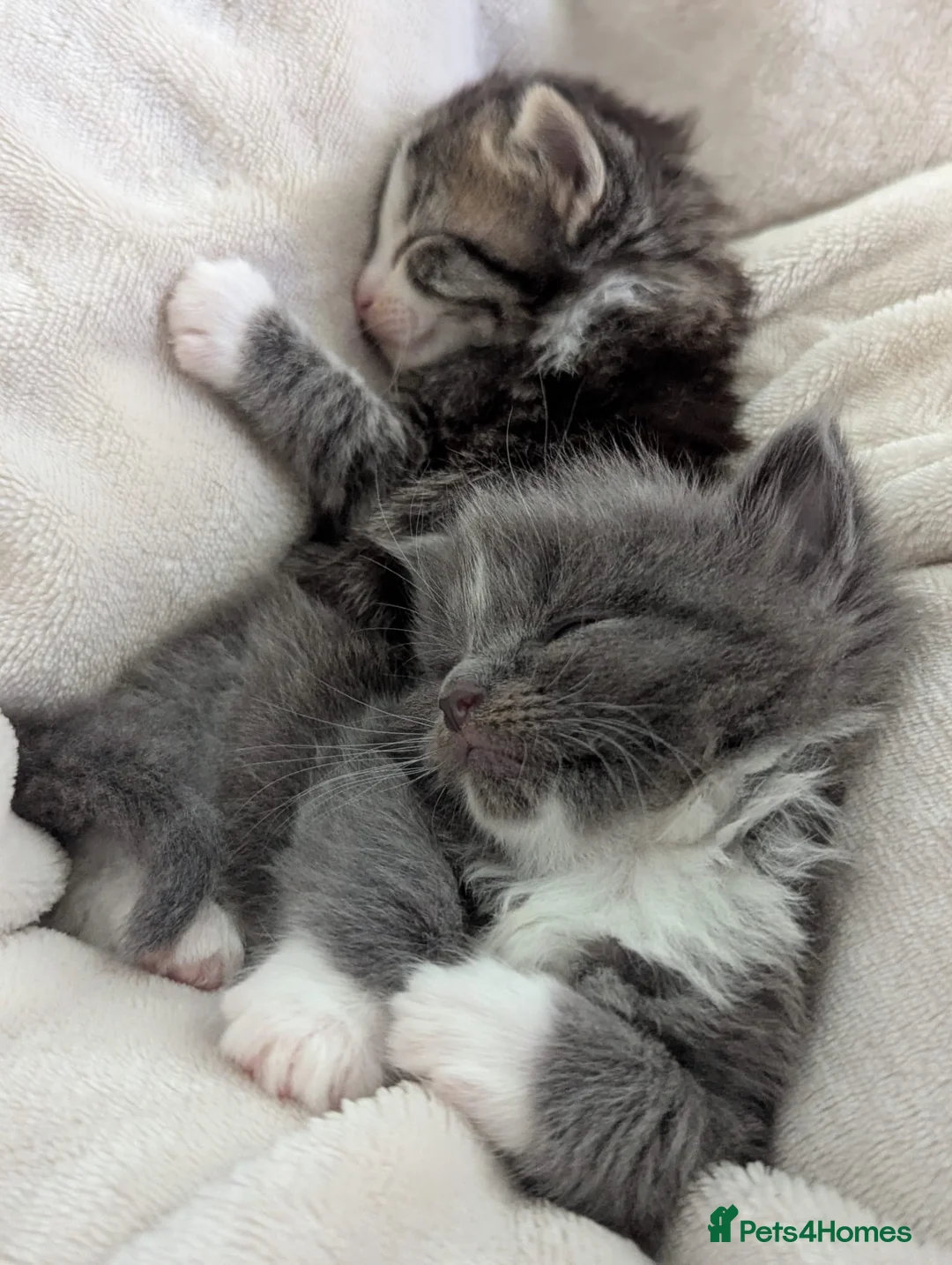 Mixed Breed cats for sale: Beautiful kittens  - Advert 11
