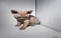 Devon Rex cats for sale: 1 girl left. Stunning Devon Rex GCCF kittens  - Image 12