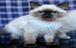 Ragdoll cats for sale: FIFe Registered Ragdoll Kittens Champion Line  - Image 12