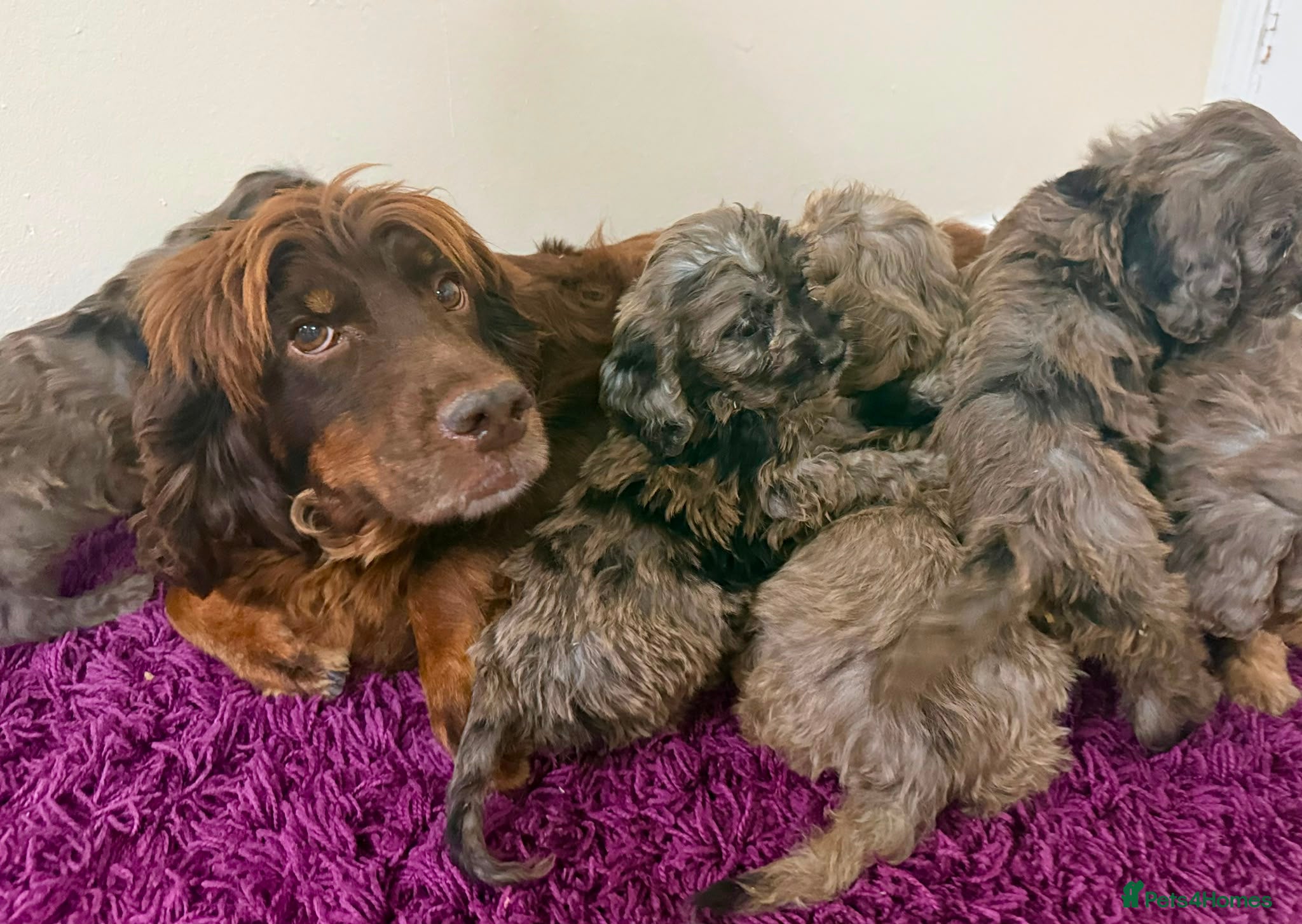 Cockapoo dogs for sale: Beautiful puppies - Advert 15