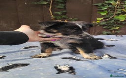 Mixed Breed dogs for sale: Border Collie X German Shepherd Puppies - Image 2