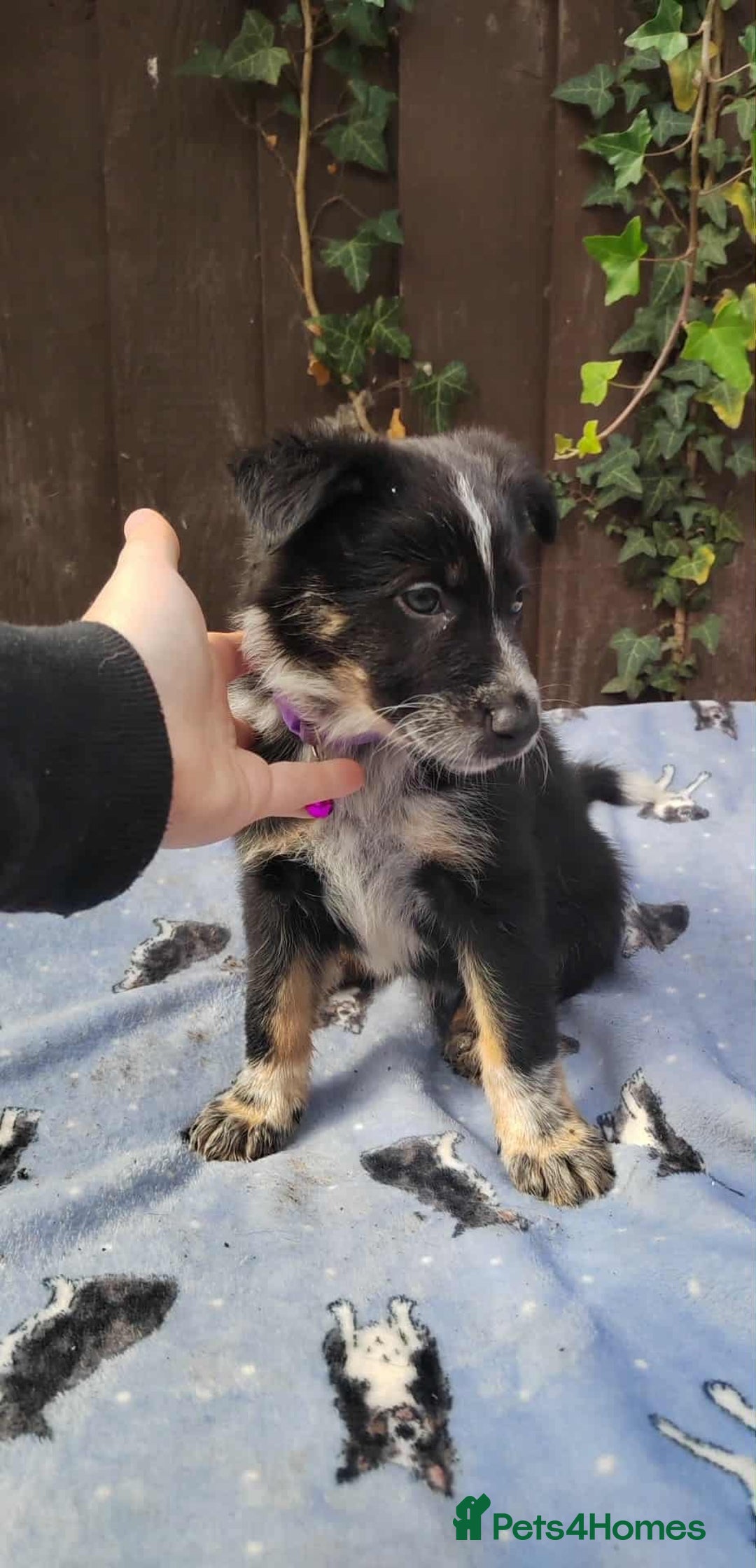 Mixed Breed dogs for sale: Border Collie X German Shepherd Puppies - Image 2