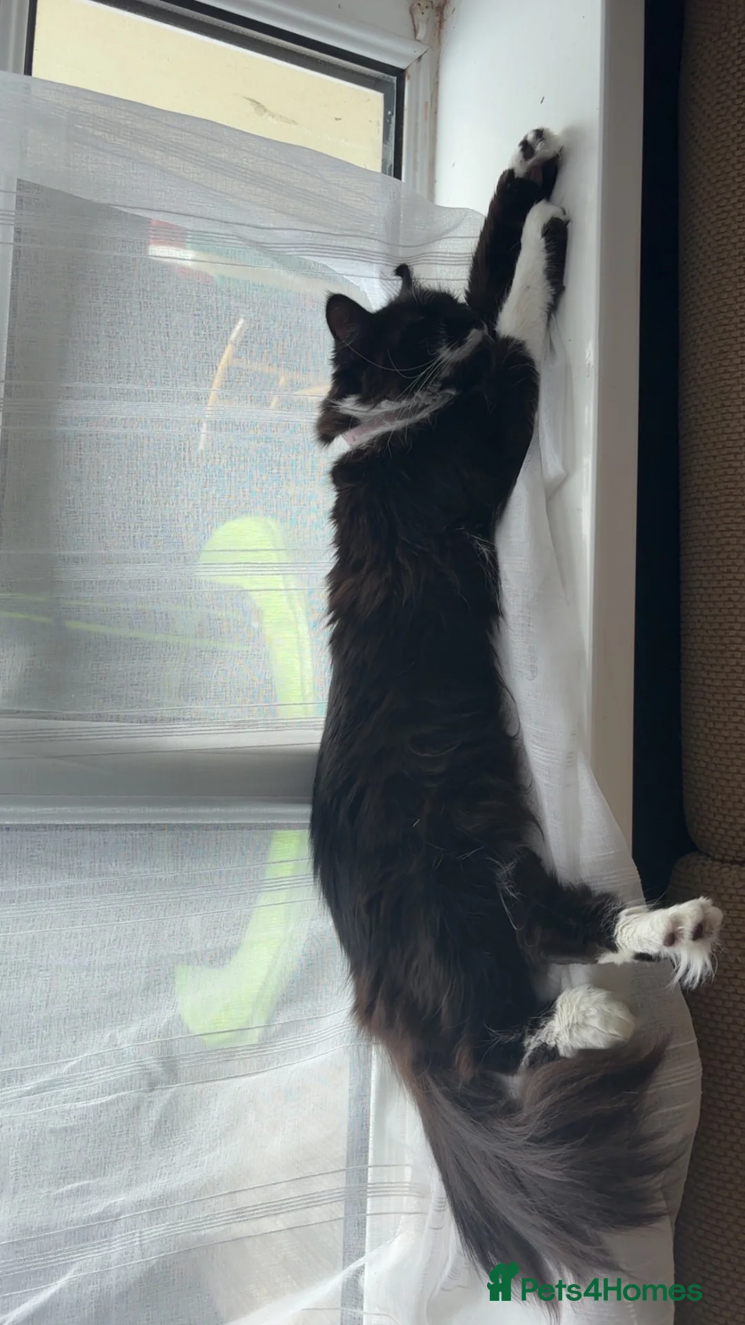 British Longhair cats for sale: Rehoming our Luna  - Advert 2