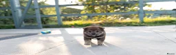 Japanese Shiba Inu dogs for sale: Rare Black Sesame Shiba | Japanese Bloodlines - Advert 10