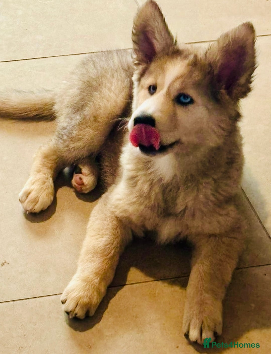 Pomsky dogs for sale: ✨ Adorable Blue-Eyed Pomsky Pups, 11 Weeks Old - Image 5