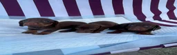 Miniature Dachshund dogs for sale: Miniature Dachshund Puppies - Advert 4