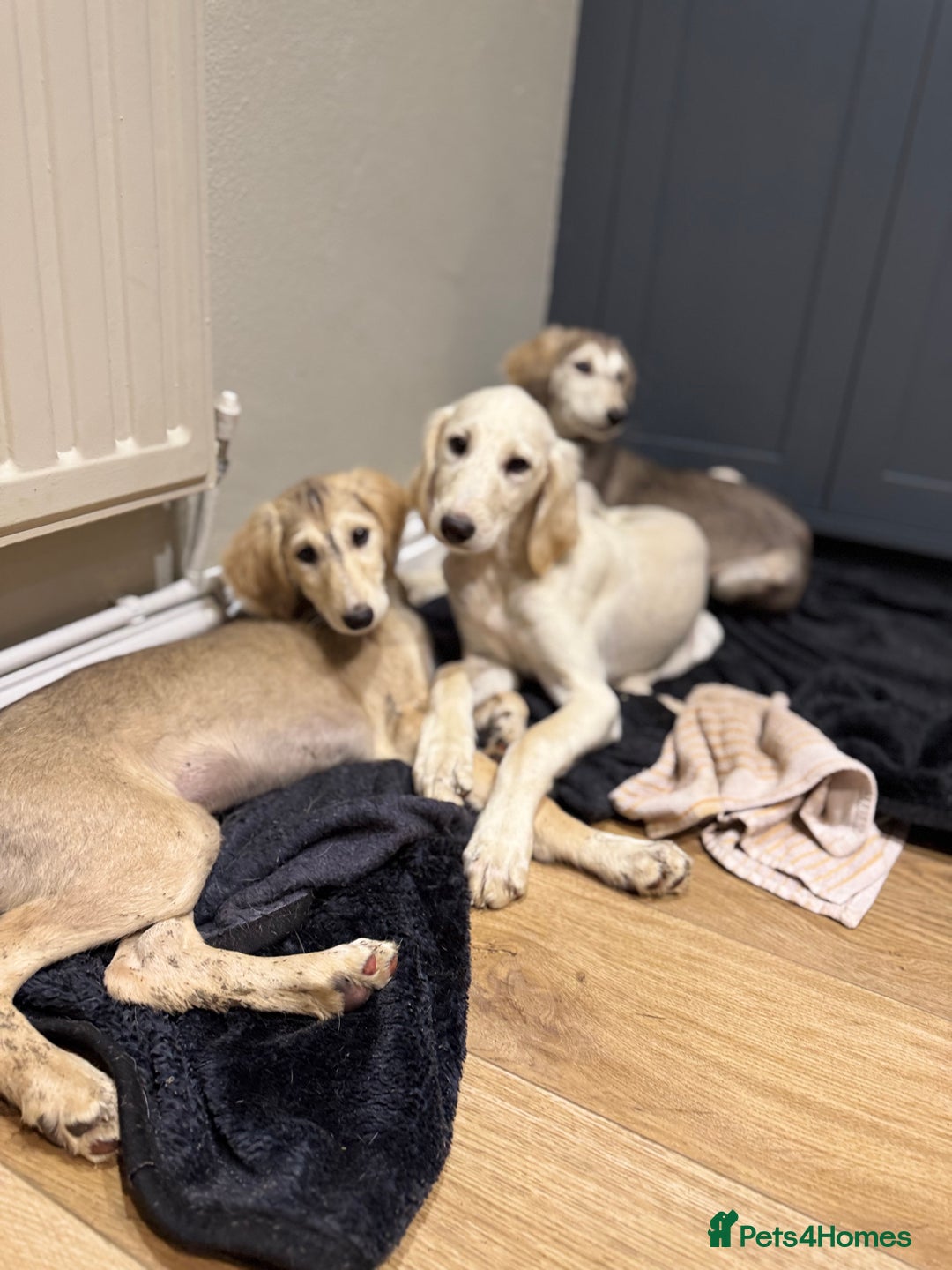 Saluki dogs for sale: Lovely Saluki Puppies - Advert 19