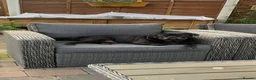 Pug dogs for sale: Pug - Loki  - Advert 1