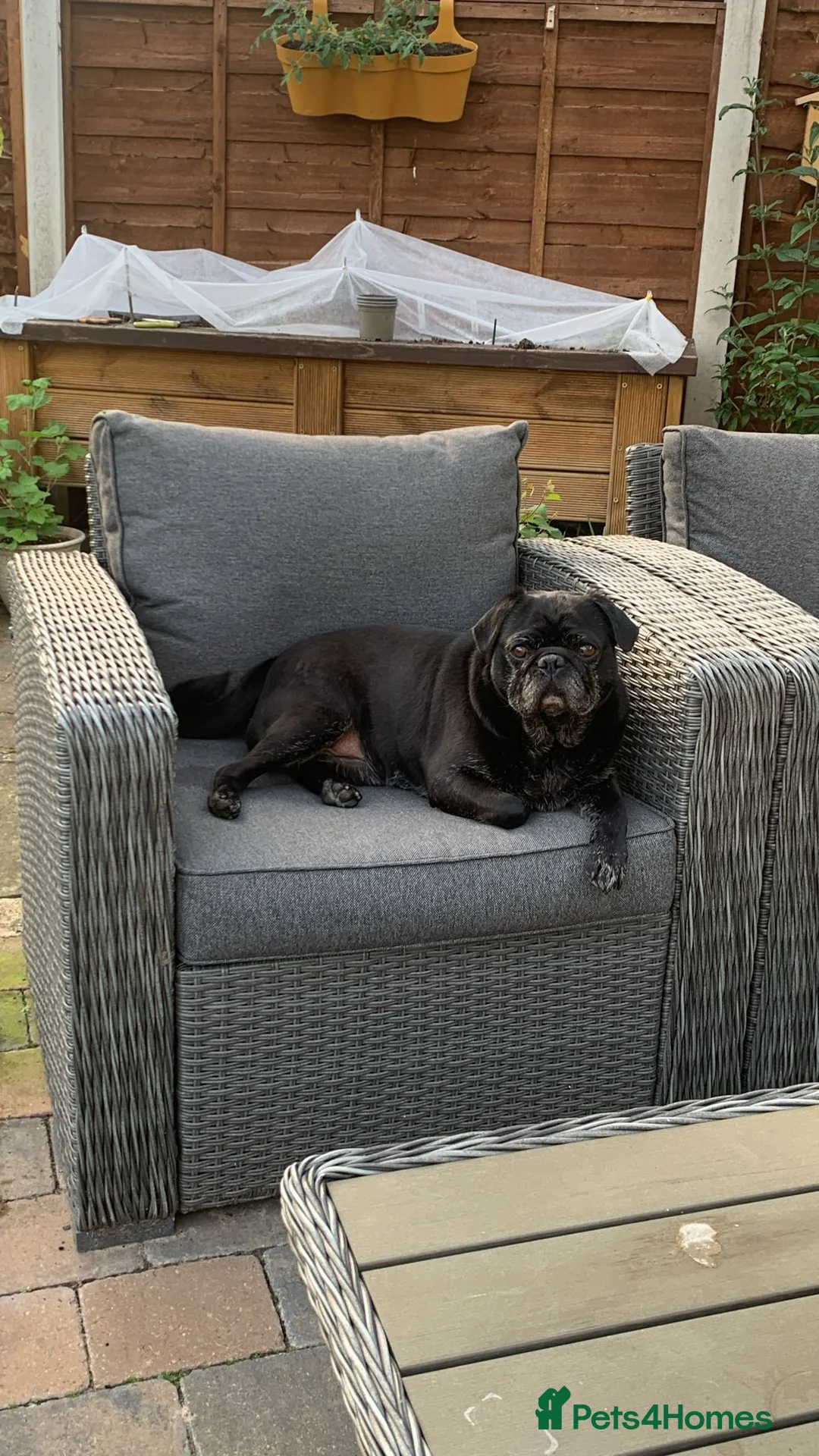 Pug dogs for sale: Pug - Loki  - Advert 1