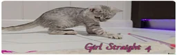 Scottish Fold cats for sale: Scottish Fold Kittens - Advert 17
