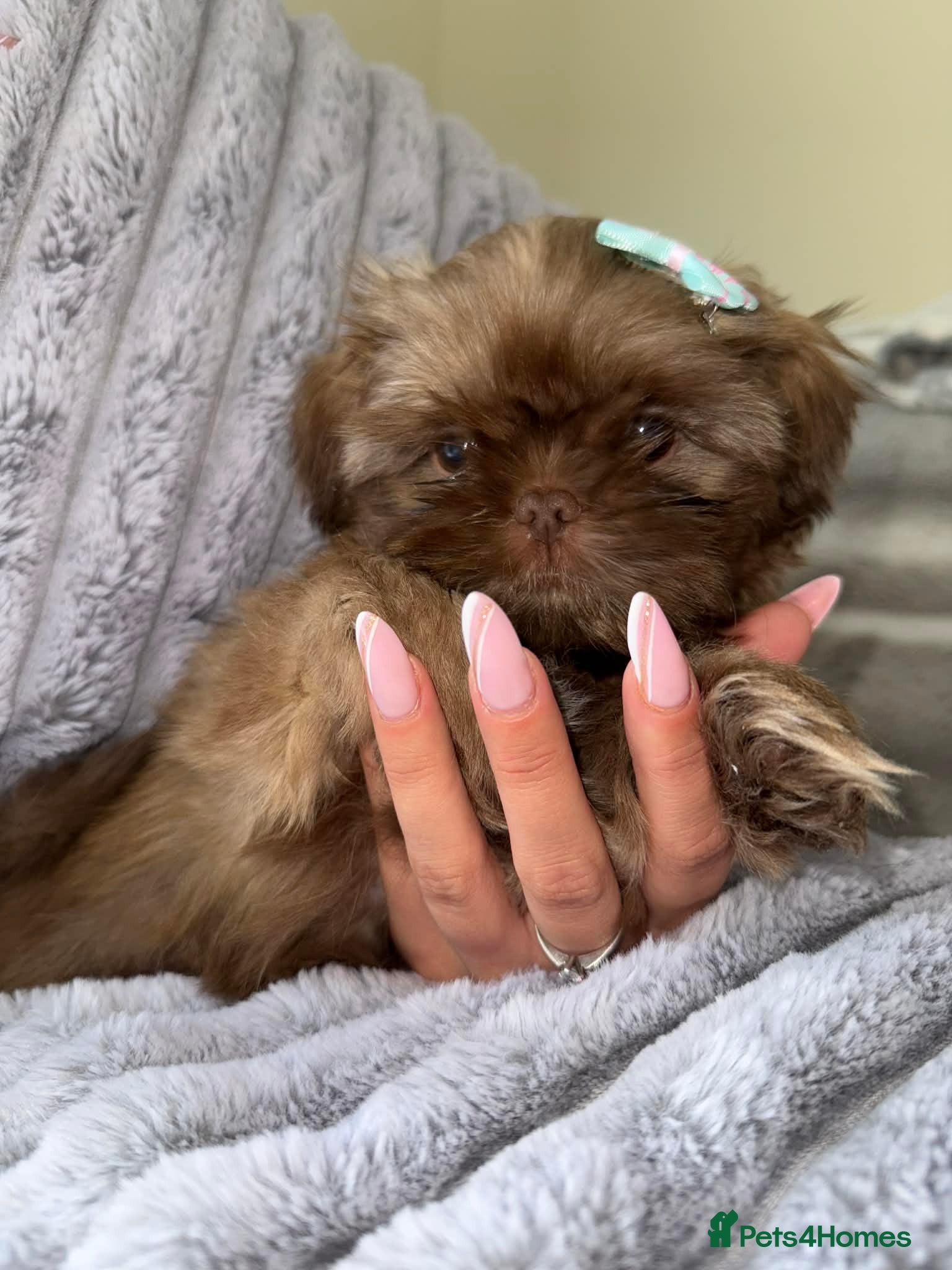 Shih Tzu dogs Karashishi imperial boy available ❤️ - Advert 12