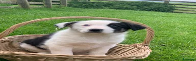 Border Collie Puppy 5