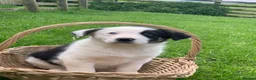 Border Collie dogs for sale: Border collie pups from working farm  - Advert 9