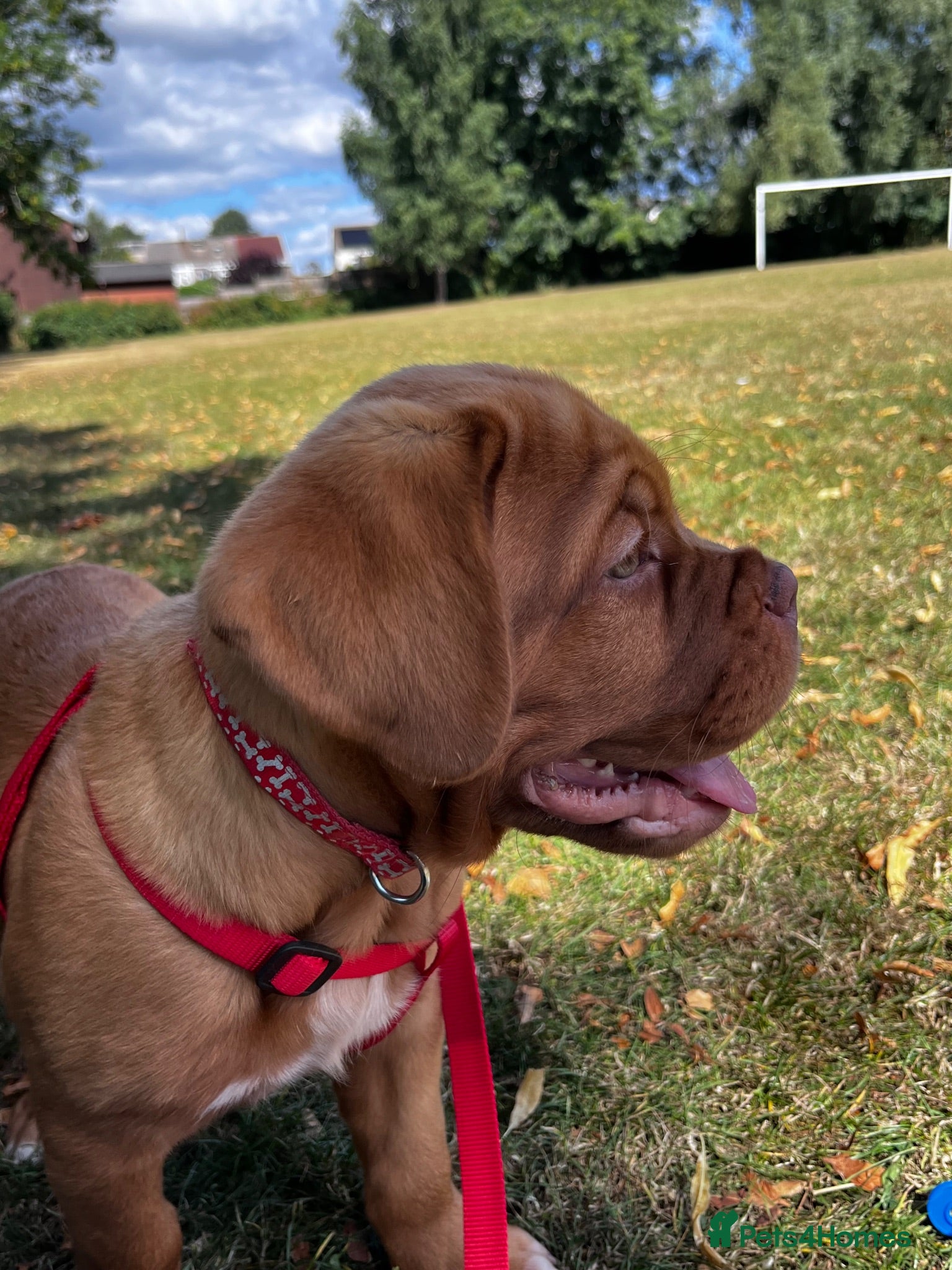Dogue De Bordeaux dogs Reduced! Last 2 pups! KC Dogue de Bordeaux Puppies - Advert 10