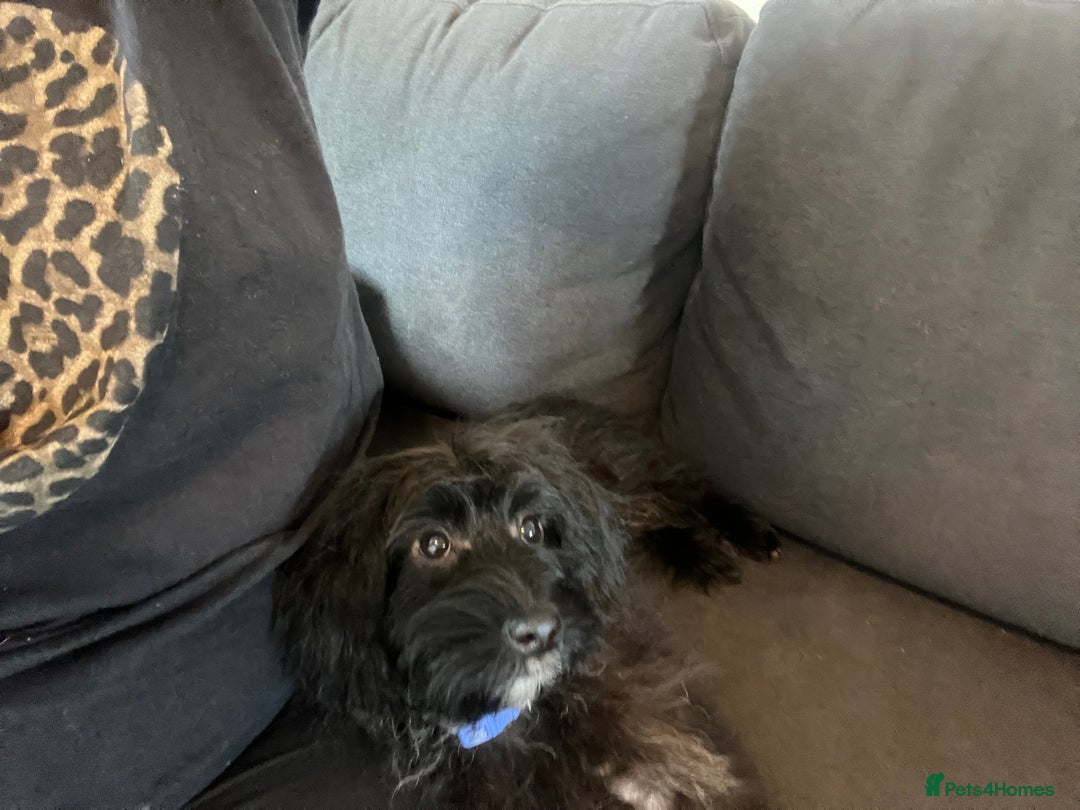 Cavapoo dogs for sale: Female cavapoo - Advert 4