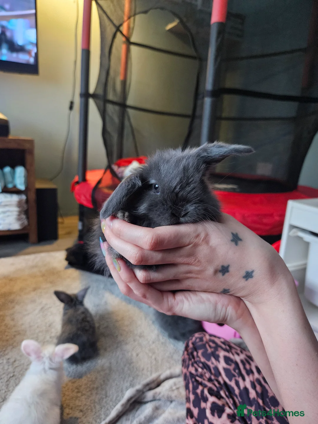 Mini Lop rabbits for sale: Mixed Male and female mini lop baby rabbits in Derby - Advert 1