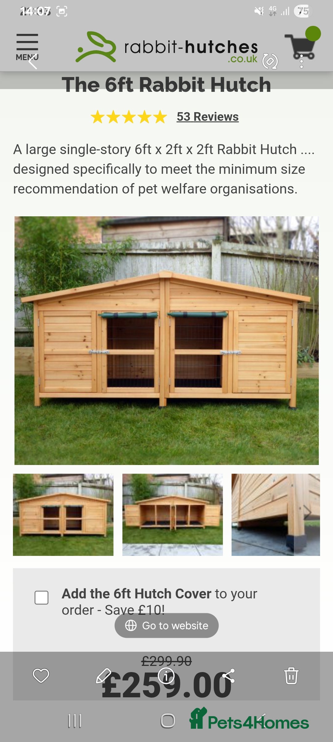 English Lop rabbits for sale: English lop rabbit - Advert 2