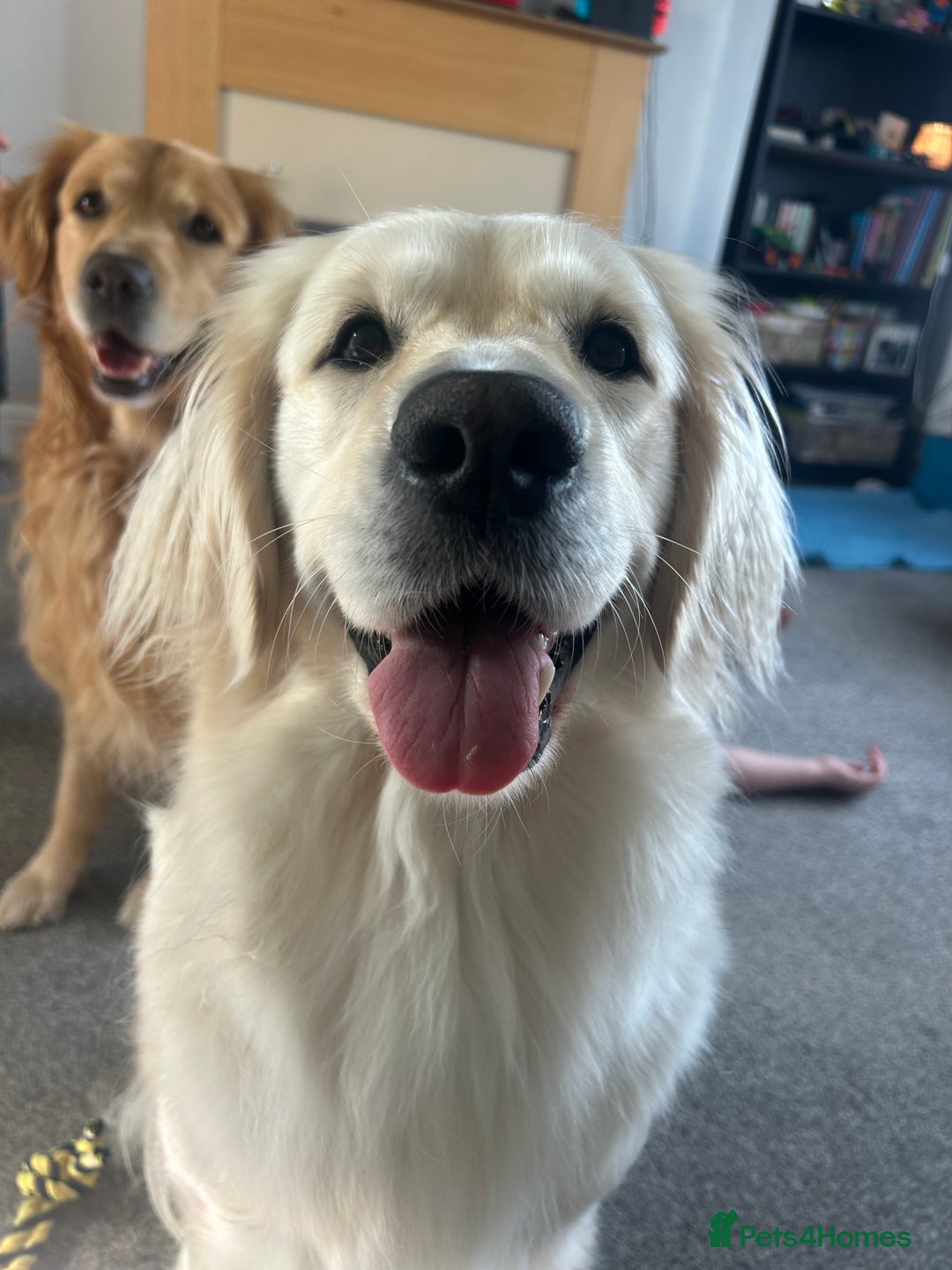 Golden Retriever dogs for sale: Golden retriever puppies  - Image 3