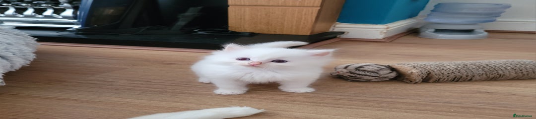 Ragdoll Kitten 2