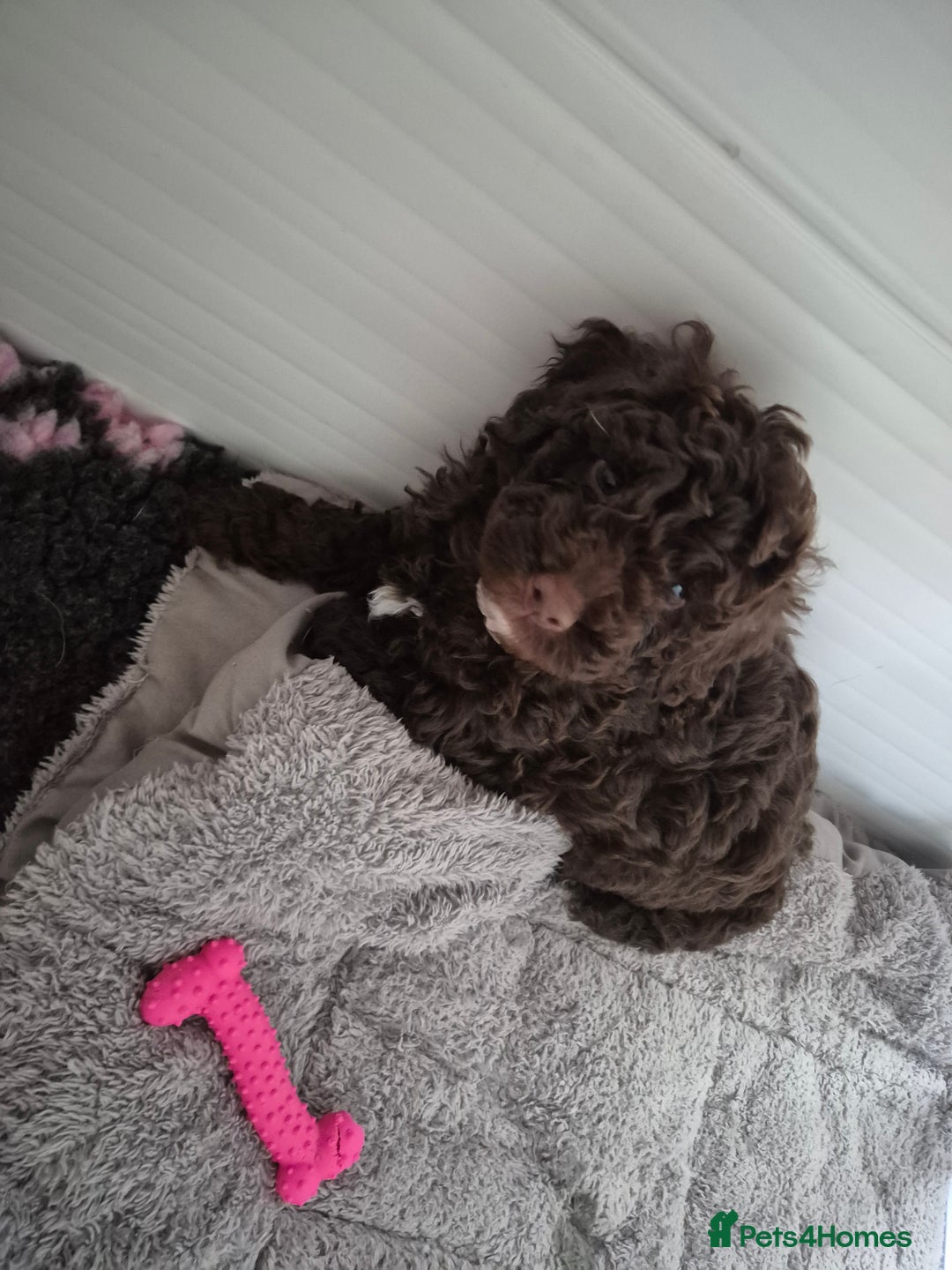 Labradoodle dogs for sale: Stunning F3 miniature labradoodles!  - Advert 11