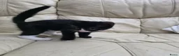 Mixed Breed cats for sale: Last black male - Advert 6