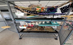 Rat rodents for sale: Four lovely Brothers for Rehoming - Image 3