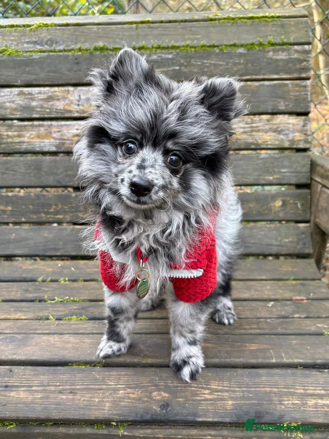 Pomeranian dogs for stud: NEXT GEN BLUE MERLE POM PUPS INCOMING - Advert 2